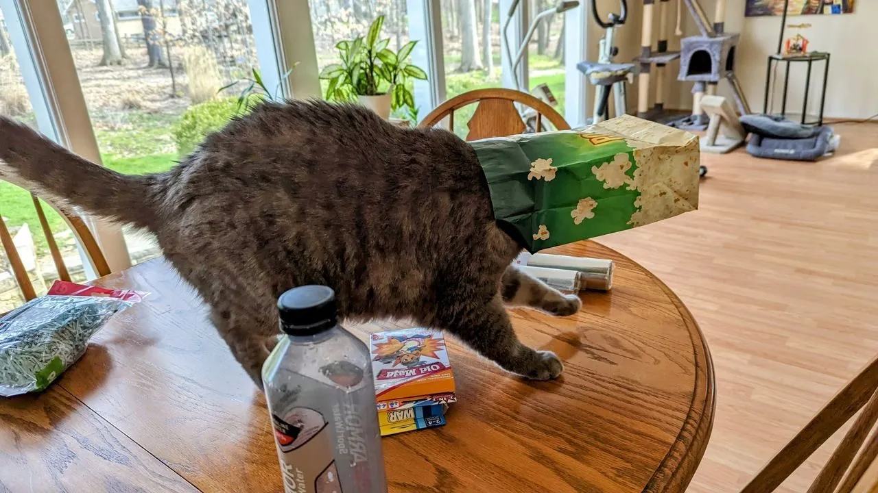 A random cat